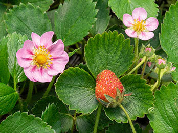 Tanaman Strawberry Merlan