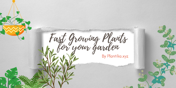 List of fast growing plants: Plantilia