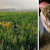 Lebanese cannabis: World's best quality with billions dollar revenue ! 