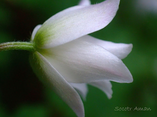 Anemone flaccida