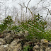 Polypodium cambricum (Southern Polypody) NATURE DIARY 7th February
2022