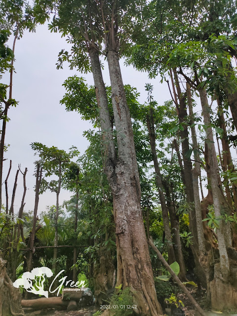 Jual Pohon Pule Taman di Pati Berkualitas & Bergaransi