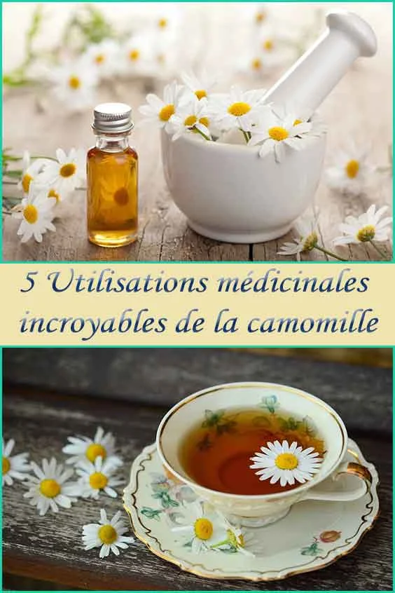 5 Utilisations médicinales incroyables de la camomille