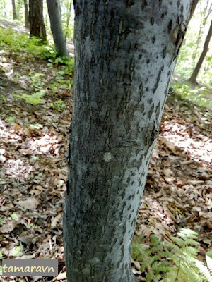 Мелкоплодник ольхолистный (Micromeles alnifolia)