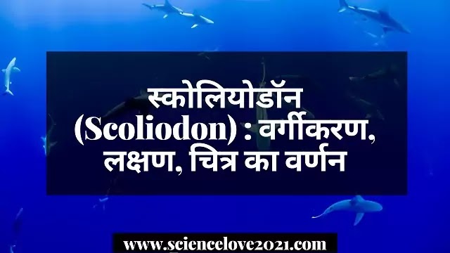 स्कोलियोडॉन (Scoliodon) : वर्गीकरण, लक्षण, चित्र का वर्णन|hindi