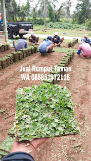  HARGA RUMPUT GAJAH MINI BATU MALANG PESAN DARI LAHAN KAMI APRIL TAHUN 2024