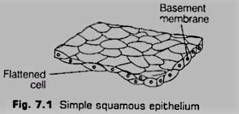 Simple Squamous Epithelium