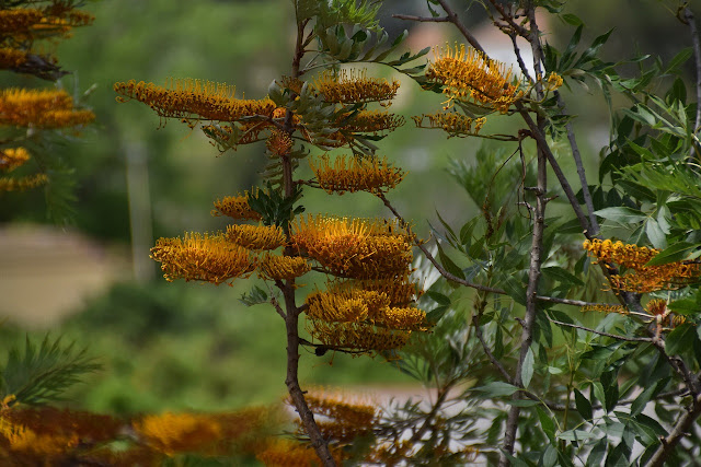 Floración de Grevillea robusta