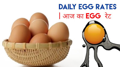 Egg Rates Today - Daily Update Egg Rates