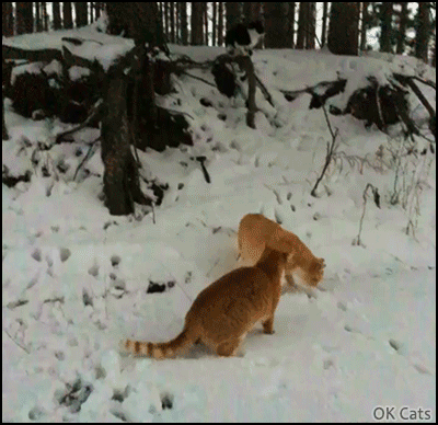 Funny Cat GIF • 2 crazy cats chasing the red dot in a...snowy forest! [ok-cats-gifs.com]