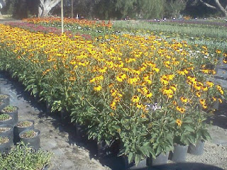 Black Eye Susan