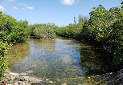 creek at low tide with mangrove bushes