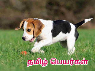 Dogs Names in Tamil