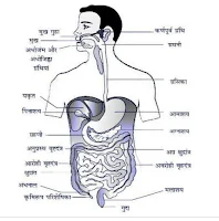 Human disestive system structure