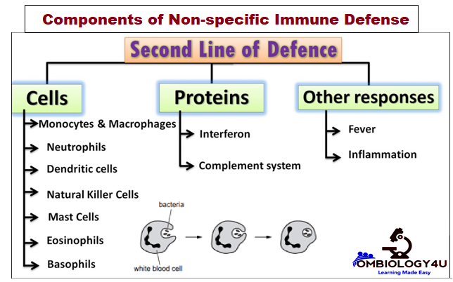 Second Line of Defense in Immunity system Ombiology4u