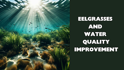 Eelgrasses and Water Quality Improvement
