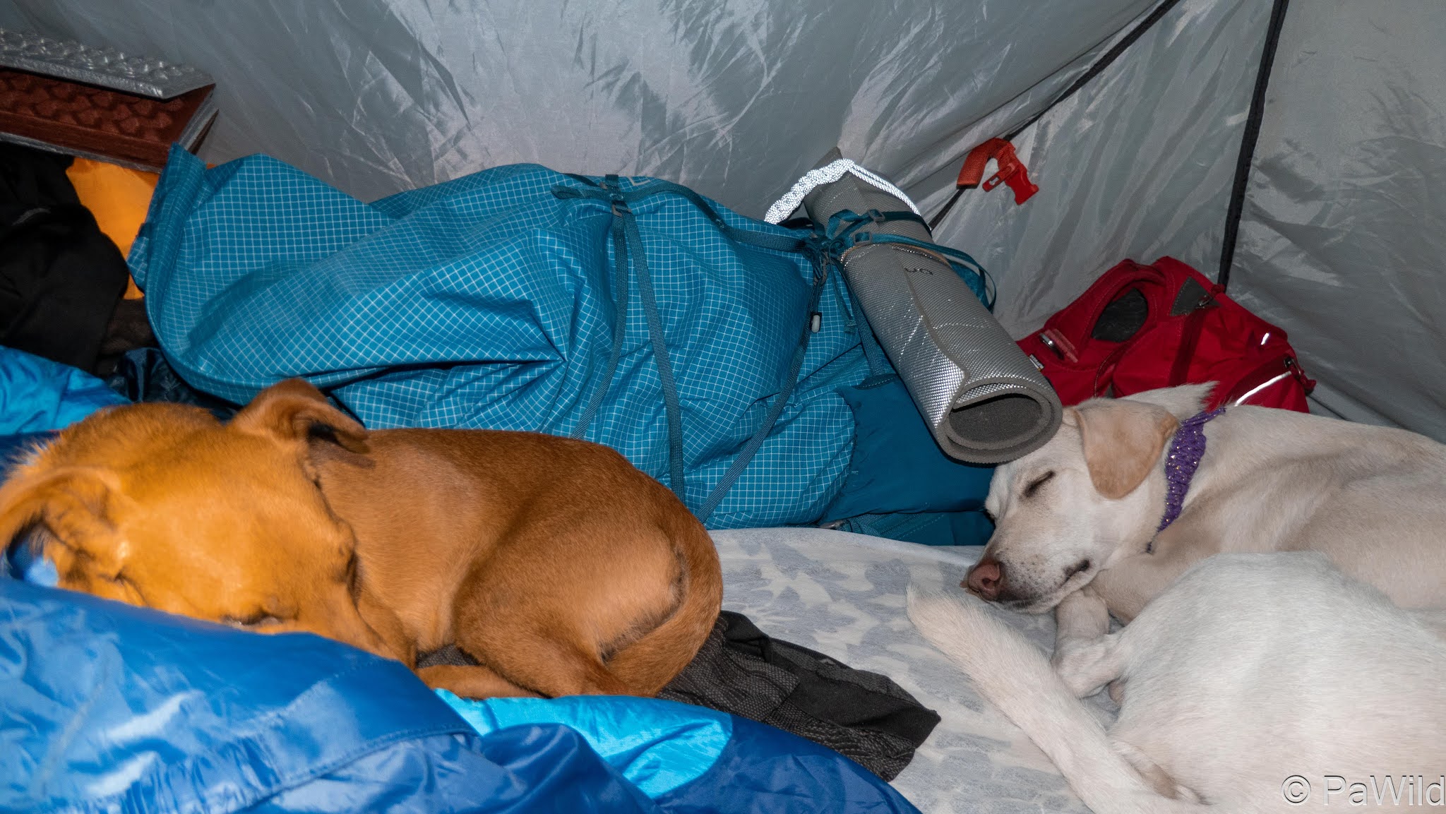 podenco et pinscher nain en bivouac aux bergeries de ballone