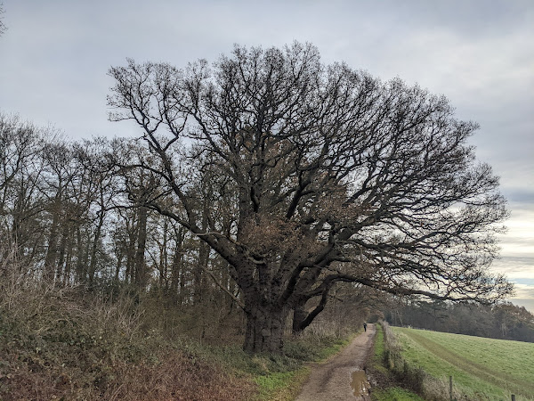 A veteran oak which runners pass on the route