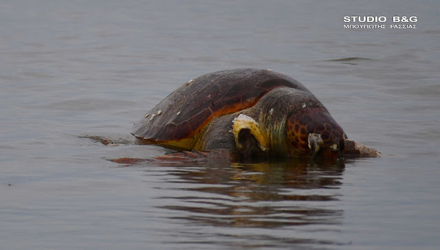 Το δράμα με τις νεκρές χελώνες στον Αργολικό Κόλπο συνεχίζεται
