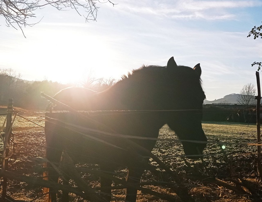 caballo