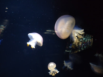 加茂水族館のクラゲ