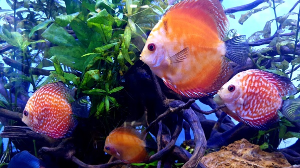 Which Aquarium Filter is Best for Discus Fish?