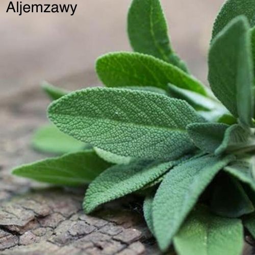 Sage herb: to treat gynecological diseases, colon, asthma, and skin diseases