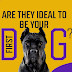 Cane Corso Breeders – Are They Ideal to Be Your First Dog