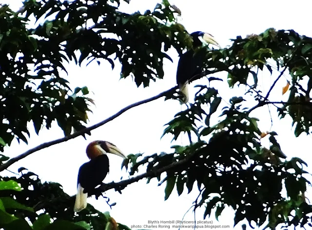 Blyth's Hornbill (Rhyticeros plicatus)