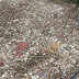BERITA FOTO: Pemulung Memungut Sampah di Aliran Sungai Cibanten