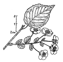 Вишня Максимовича / Черёмуха Максимовича (Cerasus maximowiczii, =Prunus maximowiczii, =Padus maximowiczii)