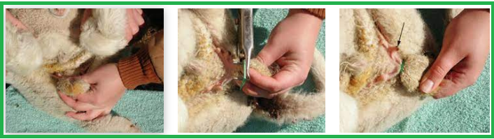 قطع الخصيتين بالحلقة المطاطية  ( الإخصاء ) يساعد ويسرع في التسمين ويحسن جودة اللحم عند الخراف والجديان