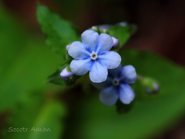 Omphalodes japonica