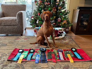 Ben and his Advanced Scent Work titles, qualifying ribbons, and placements.