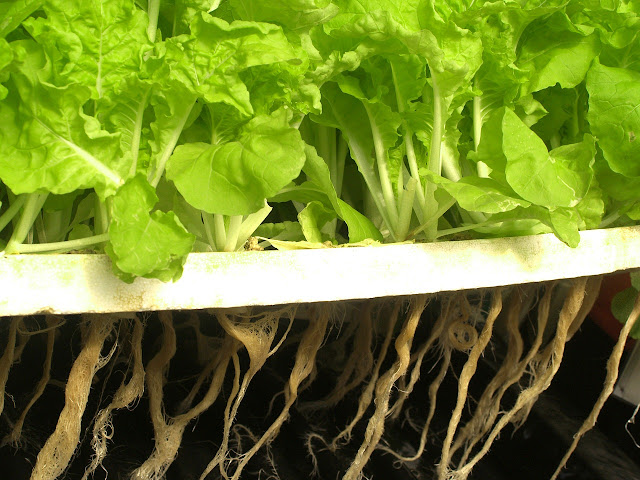 Fotosintesis, Proses Pembuatan Makanan pada Tumbuhan