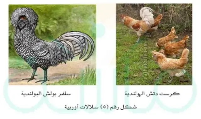 سلالات دجاج اوربية