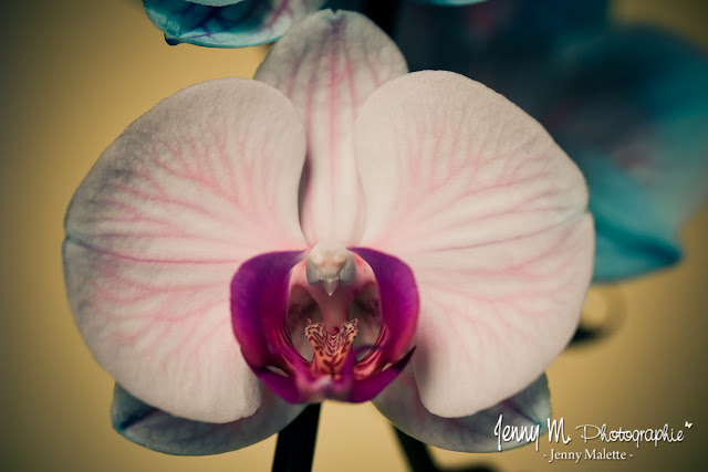 photo orchidée rose macrophotographie