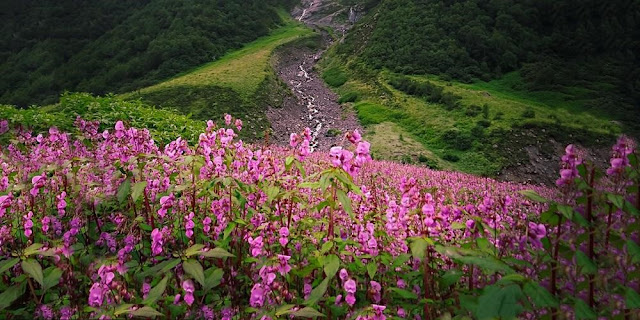 Valley Of Flowers Trek