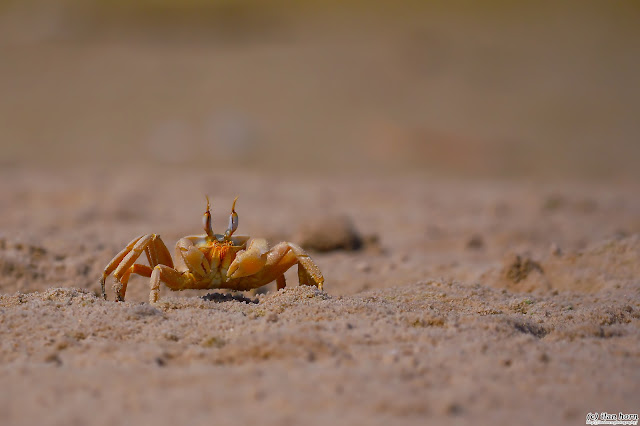 Crab at the Beach