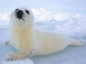 ¿Qué comen las focas?