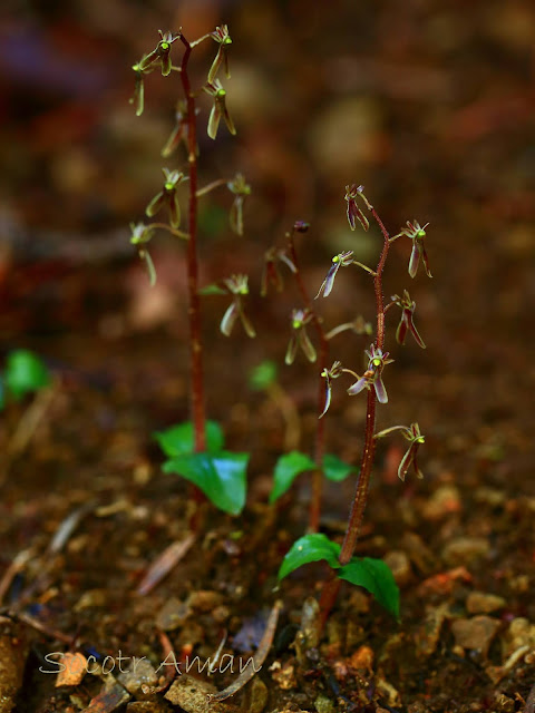 Neottia japonica