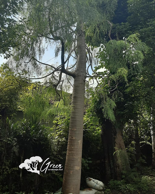 Jual Pohon Kelor Afrika (Moringa) di Jogja | Harga Pohon Kelor Afrika Berbagai Macam Ukuran