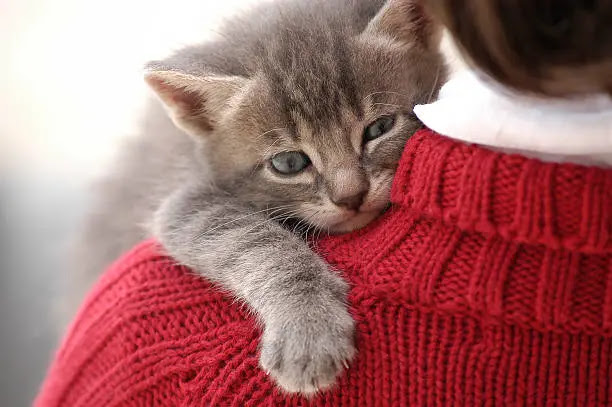 Discovering the Unconditional Love of Cats: Exploring Why They're So Cute