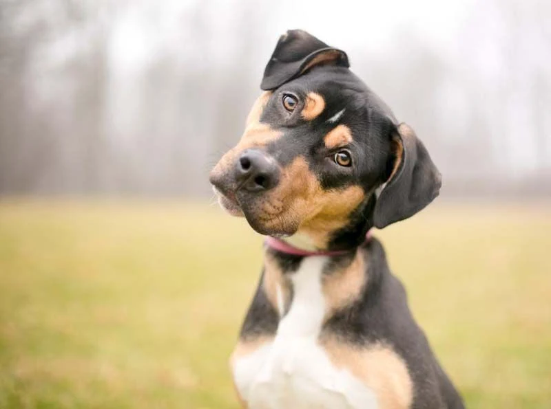 What Your Dog’s Facial Expressions Really Mean