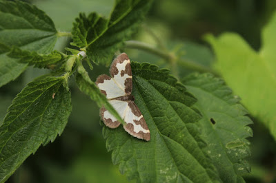 Gerande Spanner - Rânespanner - Lomaspilis marginata