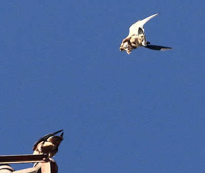 Peregrine Falcon (Shaheen)