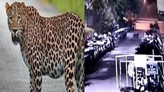 हरिद्वार : सावधान रहें, कहीं गुलदार से न हो जाए आपका आमना-सामना 