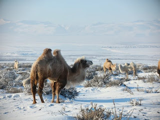 Top best rare species of Camel of the world 