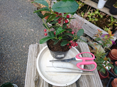 植え付け　植え替え