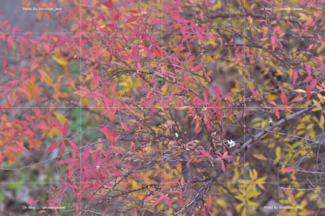 紅葉　季節外れ　Amblin'　Russ Freeman and Chet Baker